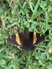 Thorybes pseudocellus