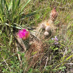 Echinocereus reichenbachii baileyi