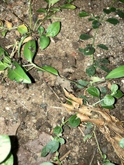 Camponotus rufoglaucus