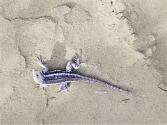 Microlophus bivittatus