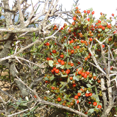 Viscum rotundifolium
