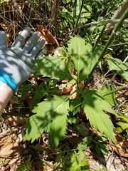 Rudbeckia laciniata