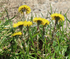 Tussilago farfara