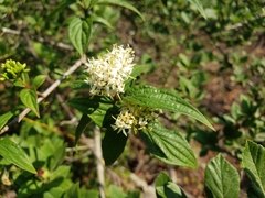 Cornus excelsa