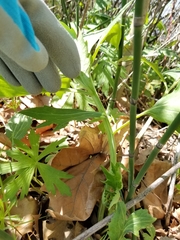 Rudbeckia laciniata