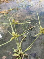 Cyperus polystachyos polystachyos