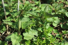 Urtica dioica