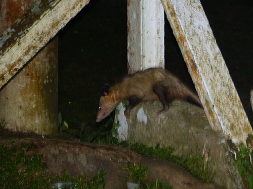 Didelphis marsupialis