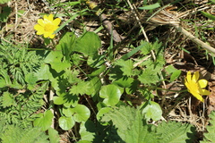 Ficaria verna