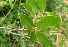 Artabotrys brachypetalus