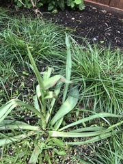 Eryngium yuccifolium