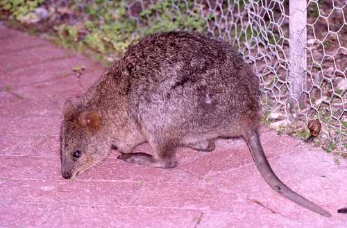 Setonix brachyurus
