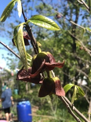 Asimina triloba