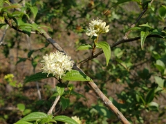 Cornus excelsa