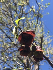 Asimina triloba