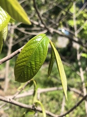 Asimina triloba