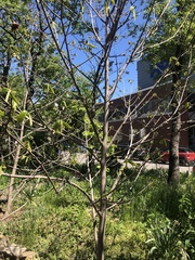 Asimina triloba