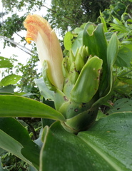 Costus guanaiensis tarmicus