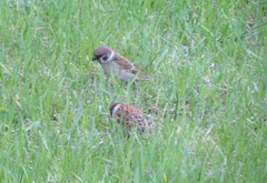 Passer montanus