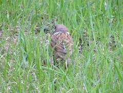 Passer montanus
