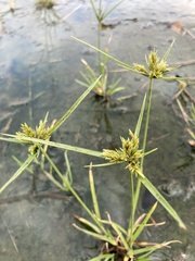 Cyperus polystachyos polystachyos