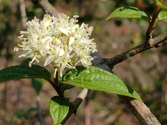 Cornus excelsa