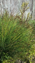 Elegia tectorum