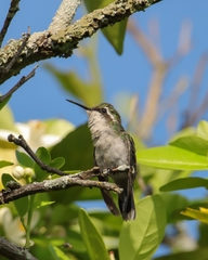 Chlorostilbon gibsoni