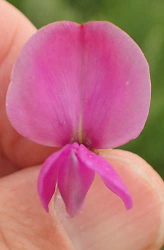 Image of Tephrosia macropoda by no rights reserved