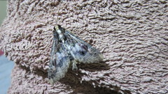 Lepidoptera