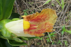 Costus guanaiensis tarmicus