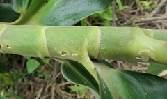 Costus guanaiensis tarmicus