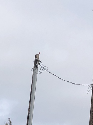 Northern Cardinal photographed in California