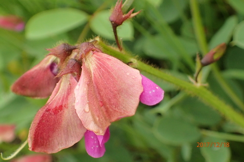 Image of Tephrosia macropoda by no rights reserved