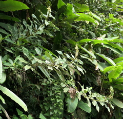 Dimerocostus argenteus