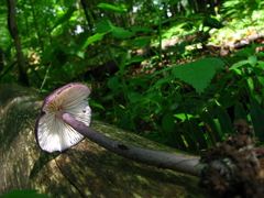 Entoloma allochroum