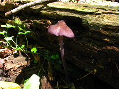 Entoloma allochroum