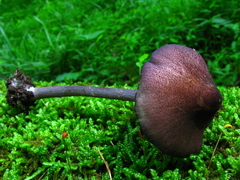 Entoloma allochroum