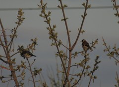 Carduelis carduelis