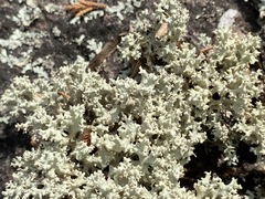 Cladonia caroliniana
