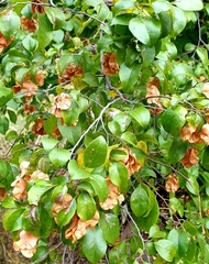 Hymenocardia ulmoides