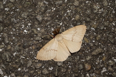 Lymantria xylina