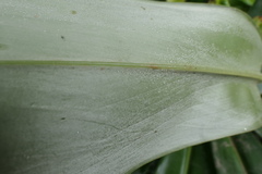 Dimerocostus argenteus