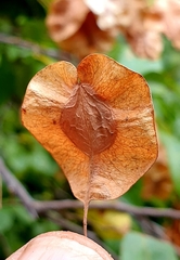 Hymenocardia ulmoides