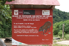 Dimerocostus argenteus