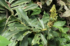 Dimerocostus argenteus