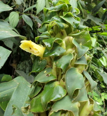 Dimerocostus argenteus