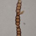 Torula herbarum - Photo (c) conabio_bancodeimagenes, osa oikeuksista pidätetään (CC BY-NC-ND), lähettänyt conabio_bancodeimagenes