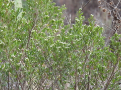Baccharis heterophylla