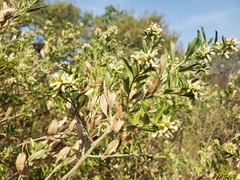 Baccharis heterophylla